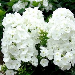 Флокс метельчатый  'Юник  Уайт' / Phlox paniculata 'Younique White'